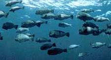 bumphead parrot fish