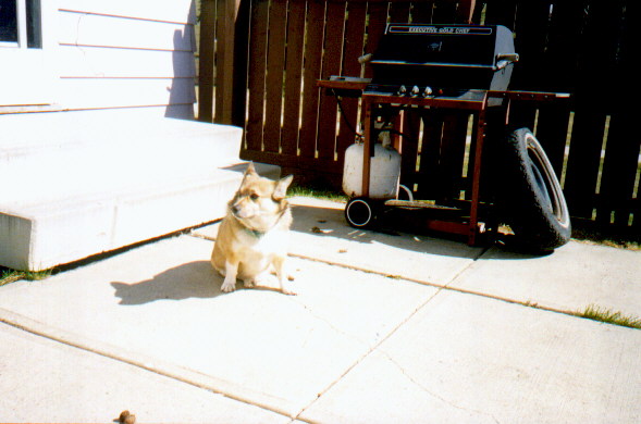 My Dog Buster and the BBQ