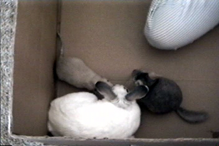 The rabbit is so calm, he barely moved at all.  We had to include both of these because his ears moved!!!