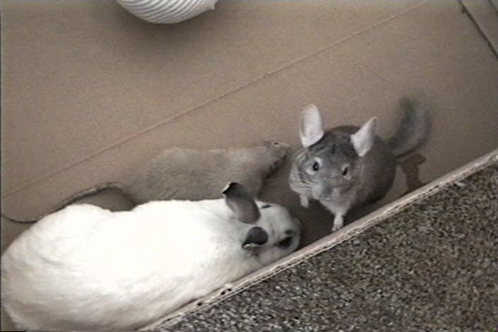 Hey!  What're you lookin' at?