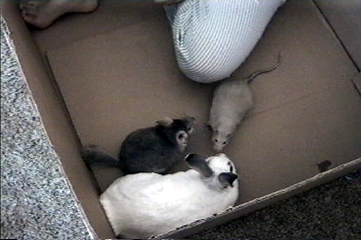 Hey!  Get your leg out of the picture Mommy!  I'm the chinchilla, I'M the star!  These are my sidekicks, you're just in the way!