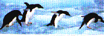 critter12
