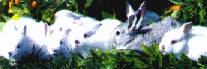 critter13
