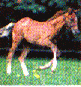critter20