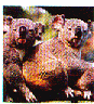 critter4