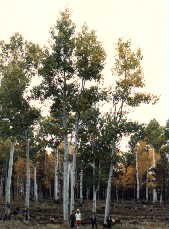 aspens