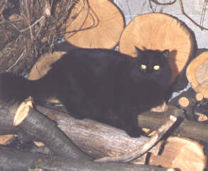 Ace in my landlord's driveway, October 1999