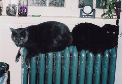 Murray and Ace in my Indian Road apartment, Toronto 2001