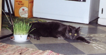 Murray in my new apartment, August 1999