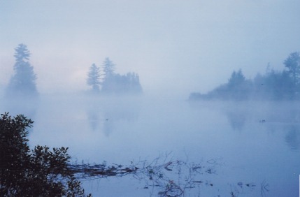 Is that a beaver in the lake?