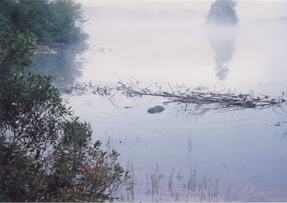 A close-up view of the beaver