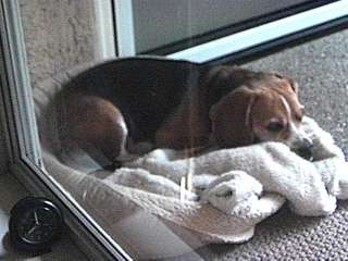 Dog on BeamerCam