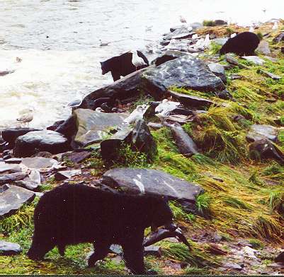 Bear catching salmon