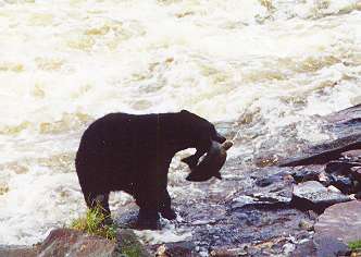 Bear catching salmon