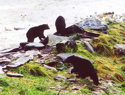 Bear catching salmon