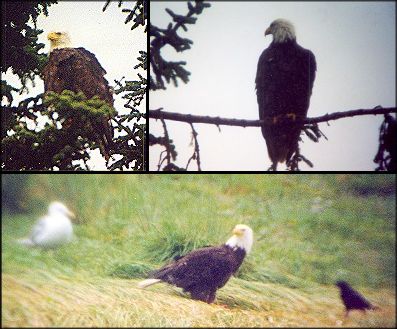 Bald Eagle
