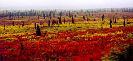 Alaskan tundra