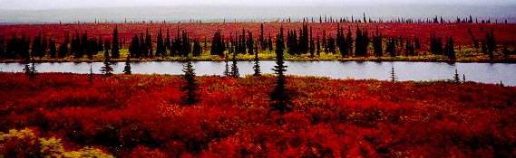 Alaskan tundra lake
