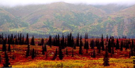Alaskan tundra mountain