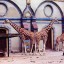Giraffe at Zoo