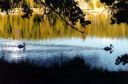 Birds In Lake