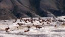 Elk