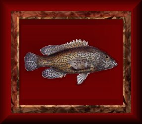 Trophy Sunfish I
