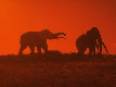 Elephants in Africa!