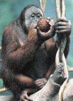 Orang 
Keepers