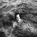 bono swims