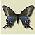 [Butterfly]