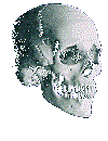 LEFTSKULL.GIF (13349 bytes)