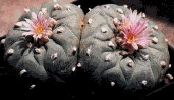   peyote