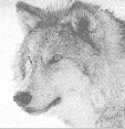wolf.gif