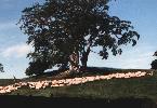 Shepherd and flock seen from Edzell Castle