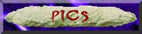 /user/pics.gif
