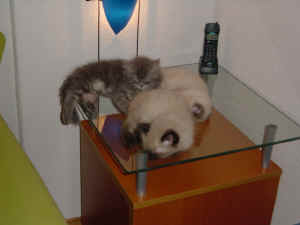 Kira, Grizzly & Lady