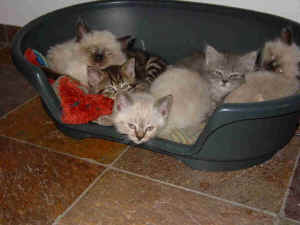 all kittens