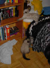 Grizzly, Kira & Lady