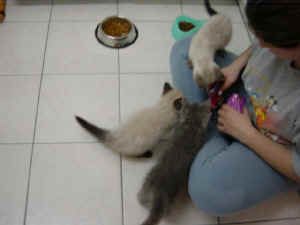 Grizzly, Lady & Kira