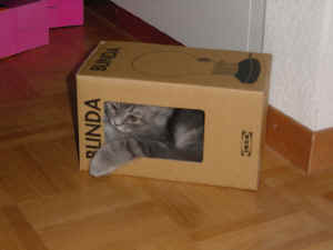 Kira (she went in the box herself)