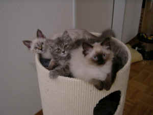 Grizzly, Kira & Lady