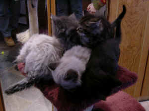 all kittens
