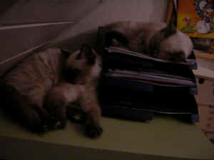 Lady & Grizzly