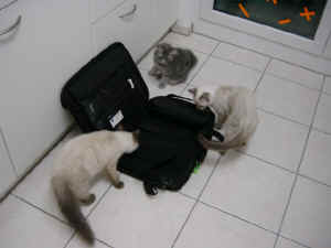 Lady, Kira & Grizzly