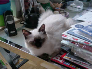 Lady