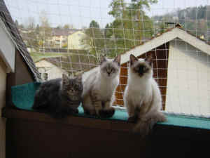 Kira, Grizzly & Lady