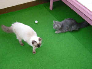 Lady & Kira