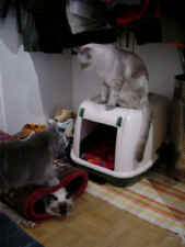 Kira, Lady & Grizzly