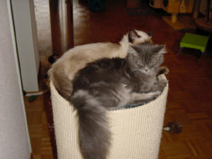Kira & Lady